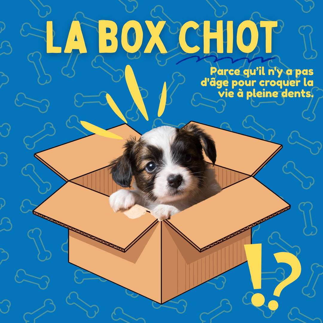 Box Chiot