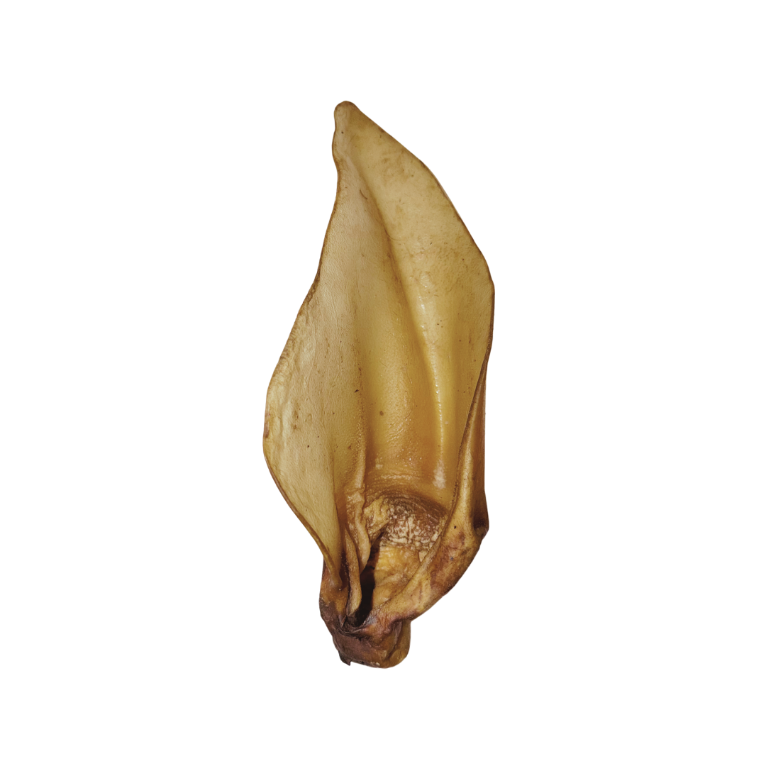 Oreille de Boeuf