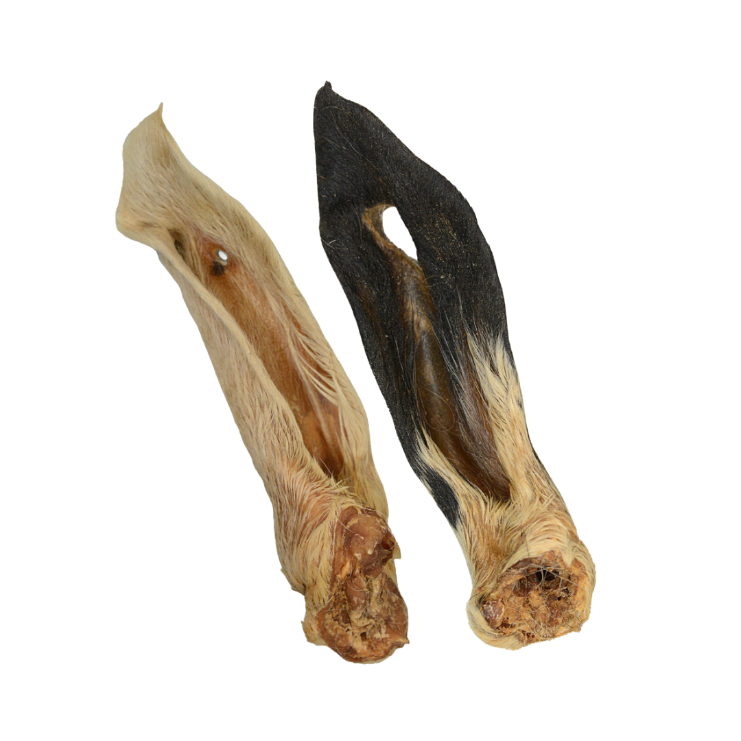 Oreille d'Agneau Poilue