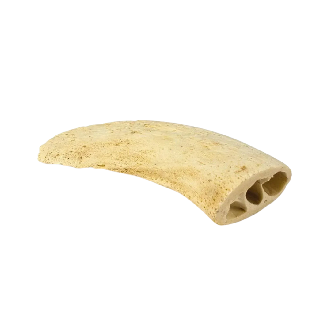 Noyau de Corne de Buffle