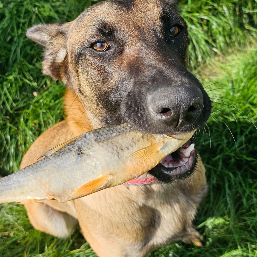 Gardon Séché pour Chien – Friandise Naturelle