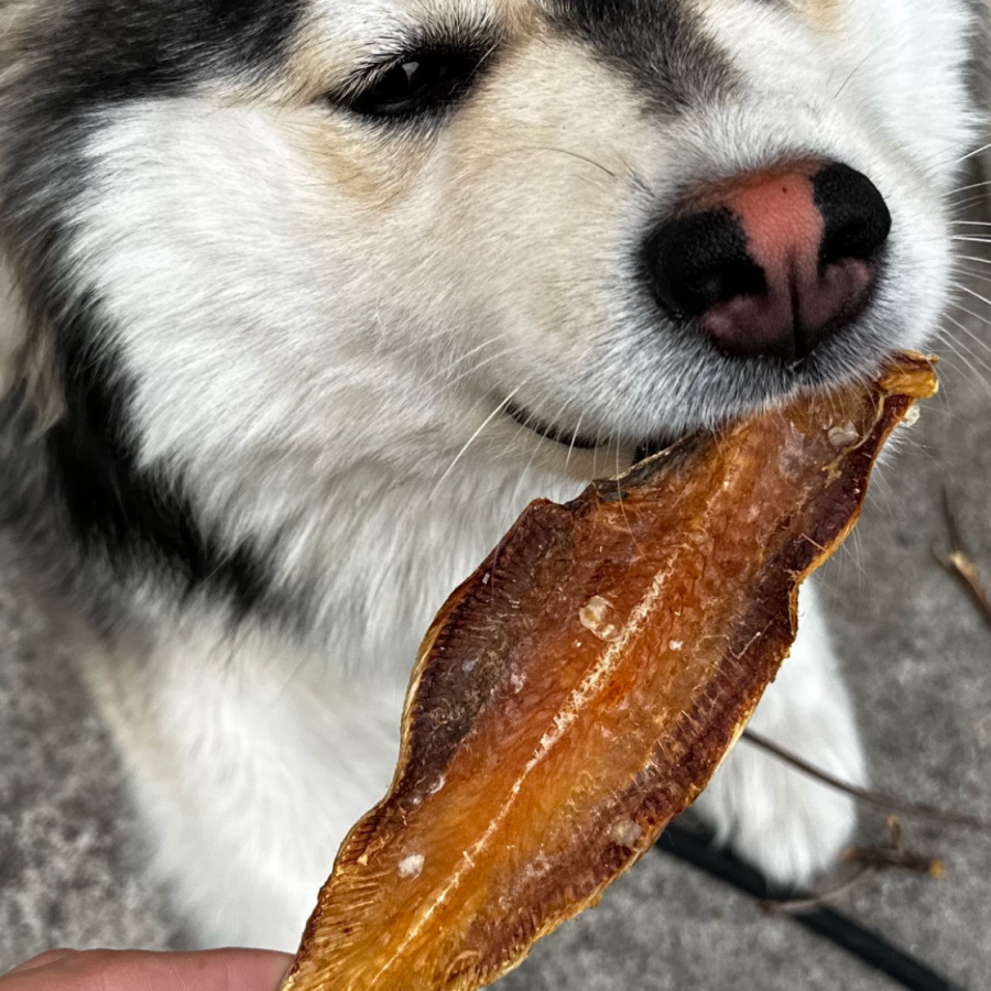 Filet de Sole Séché – Friandise Naturelle Chien