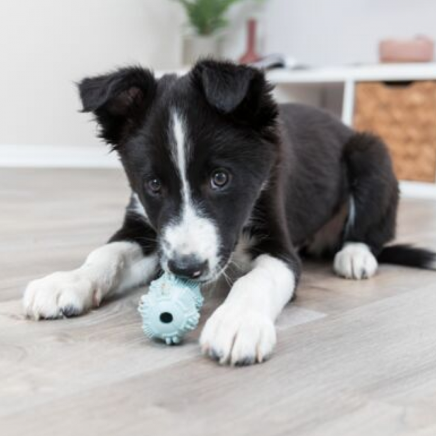 Haltère pour chiot