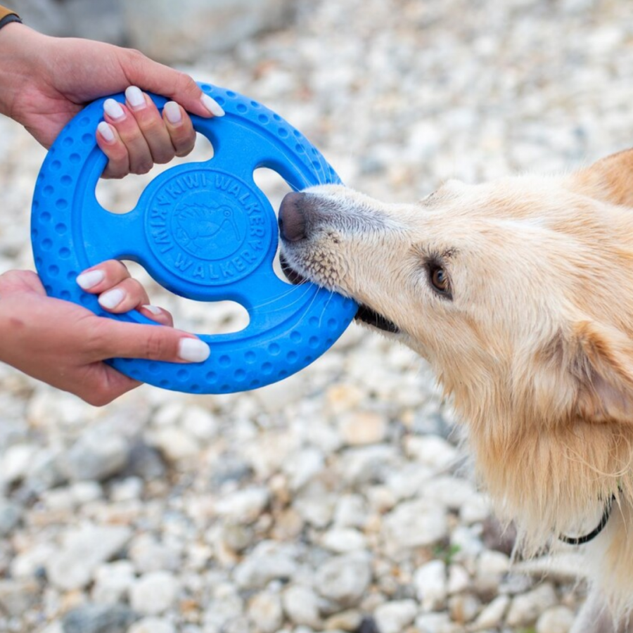 Frisbee Lets Play KiwiWalker