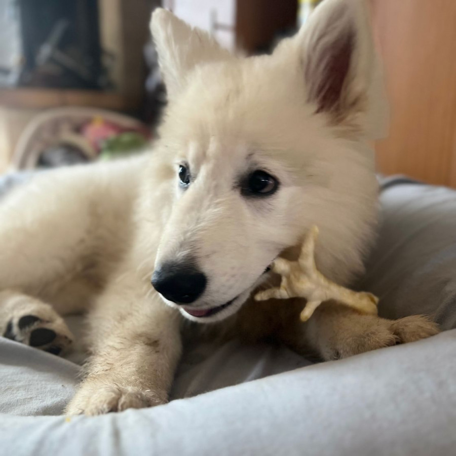 Patte de poulet soufflée chien