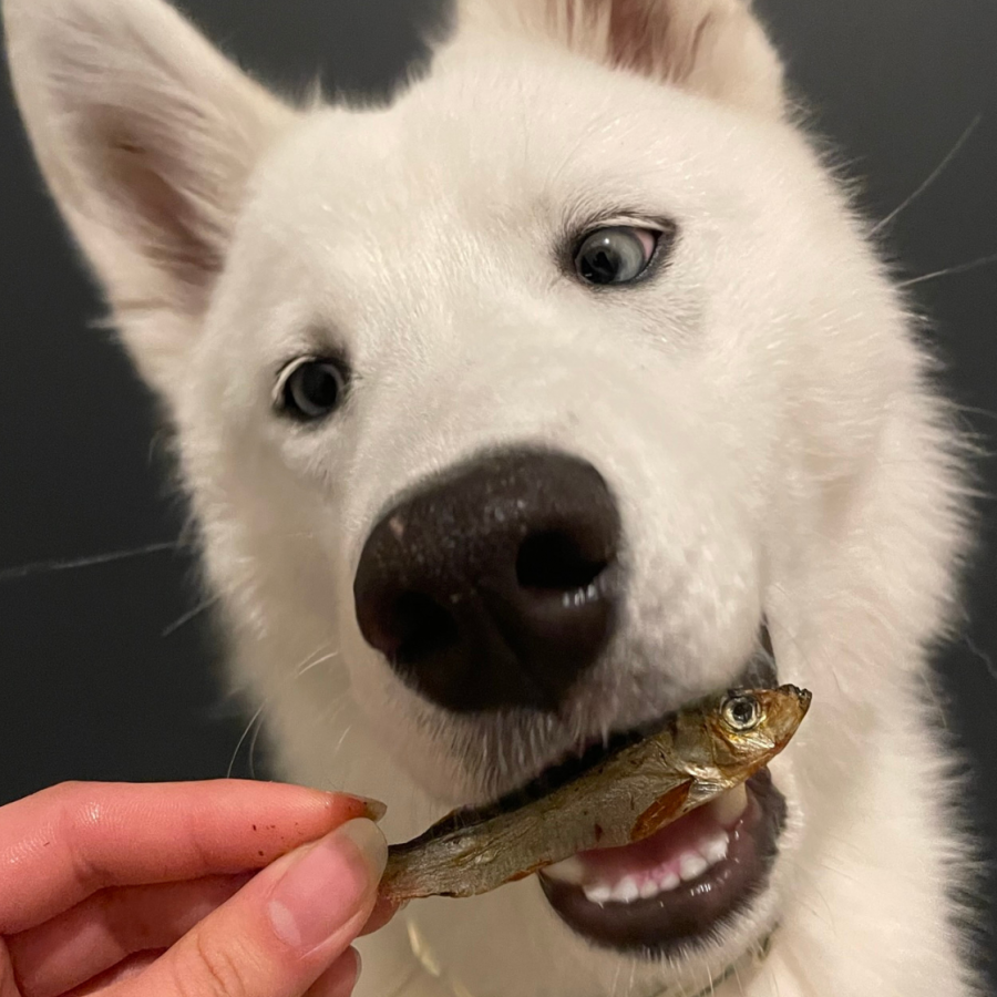 Sprat séché