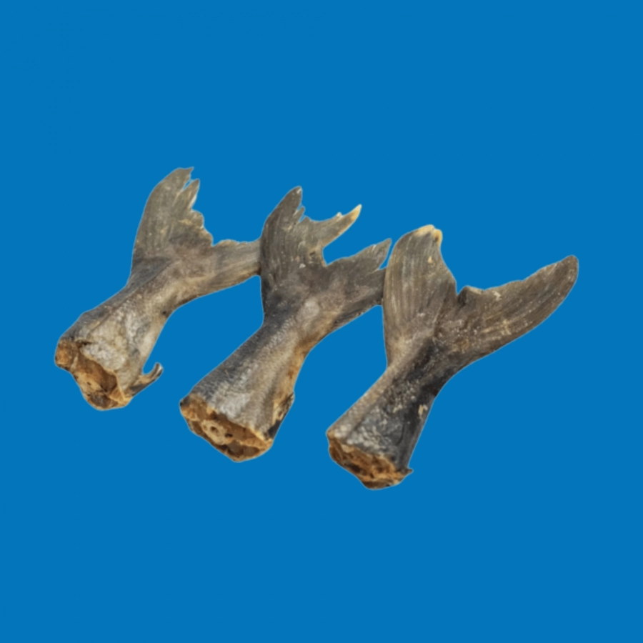 Queue de Kingfish Séchée – Snack Naturel pour Chien Queue de Kingfish Séchée – Snack Naturel pour Chien