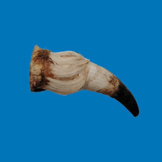 Corne de boeuf creuse - M