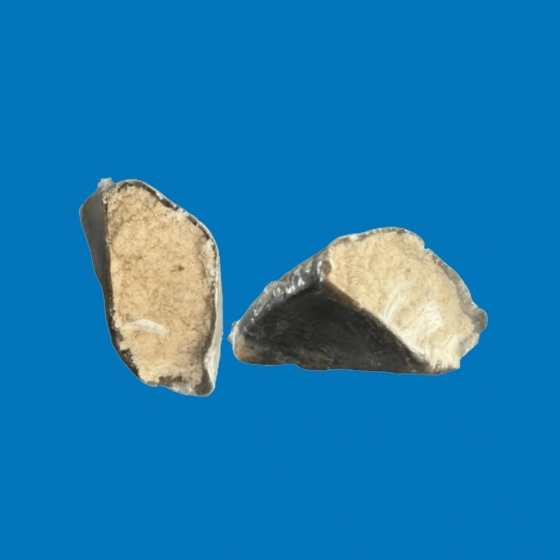 Sabot de Bœuf Fourré – Friandise Naturelle pour Chien
