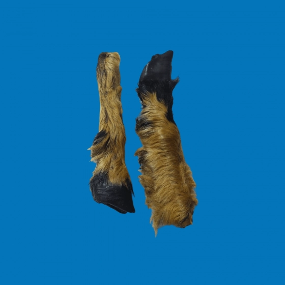Pied d'agneau poilu