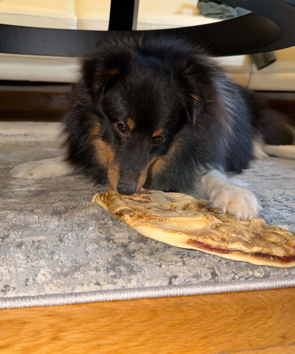 Comment bien choisir la mastication de votre chien ?