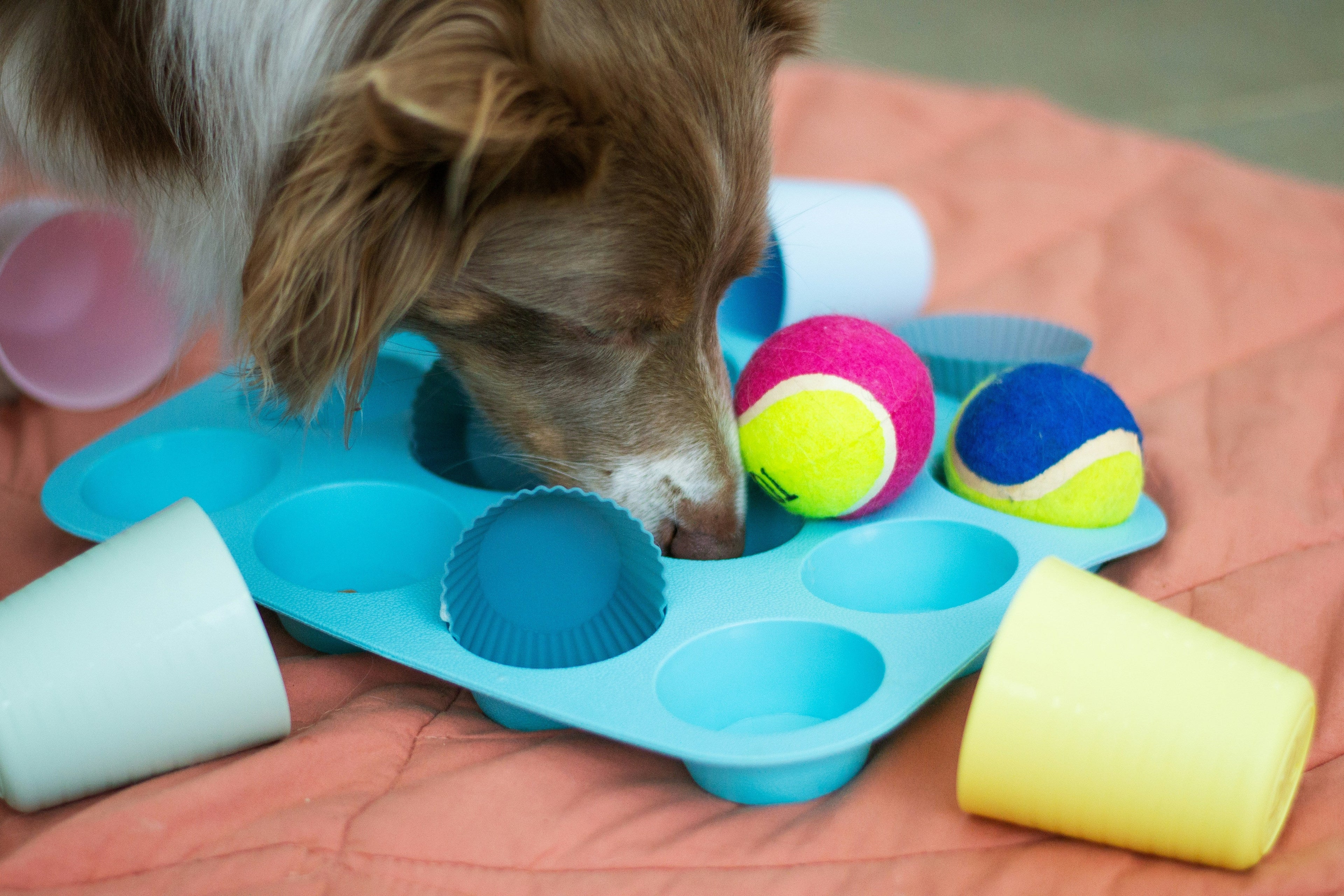Jeux de réflexion pour chien