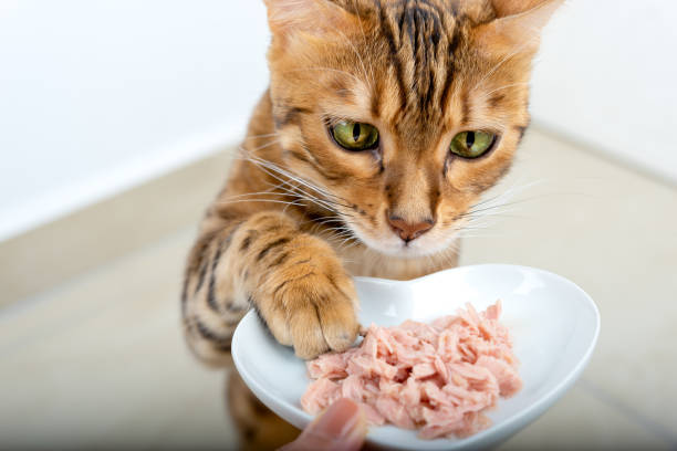 Humide Chat