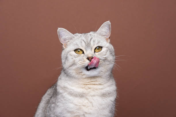 Friandises Chat