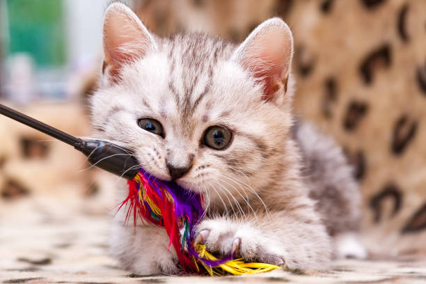 Jouets Chat