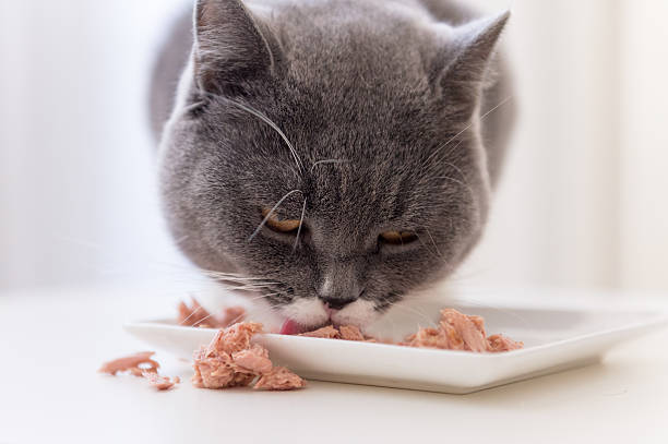Pâtées & Boudins pour chat