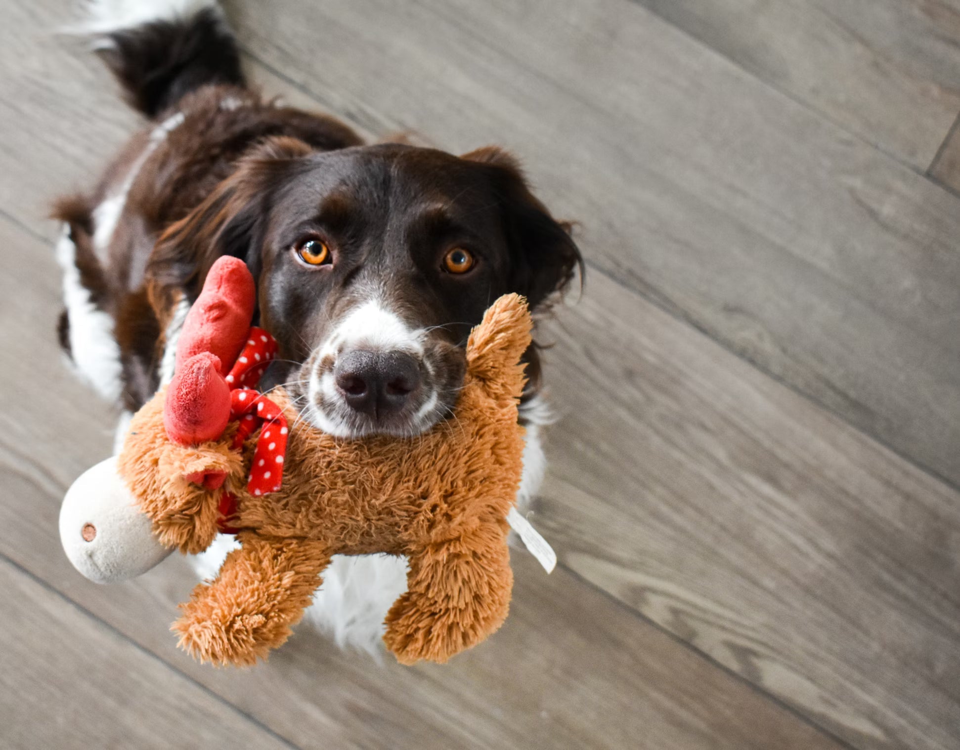 Jouets
