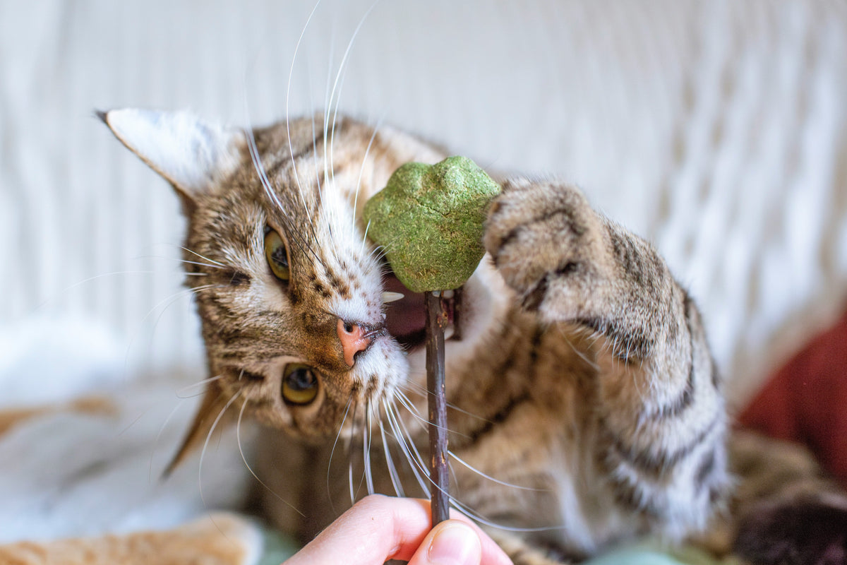 Avec de l'herbe à chat🪀