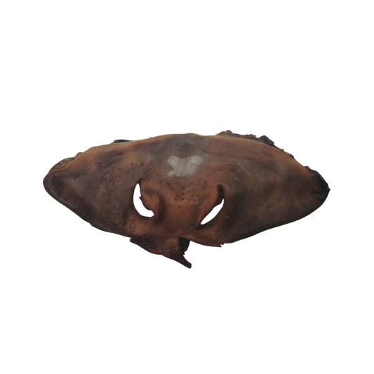 Museau de Bœuf Naturel