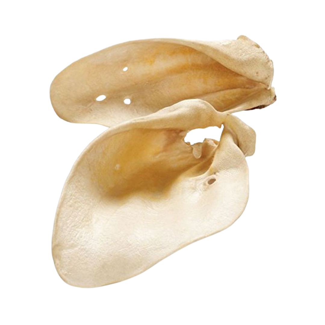 Oreille de Boeuf Blanche
