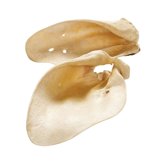 Oreille de Boeuf Blanche