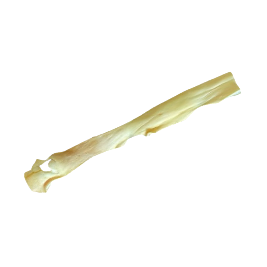 Méga Peau de Boeuf Blanche 70cm