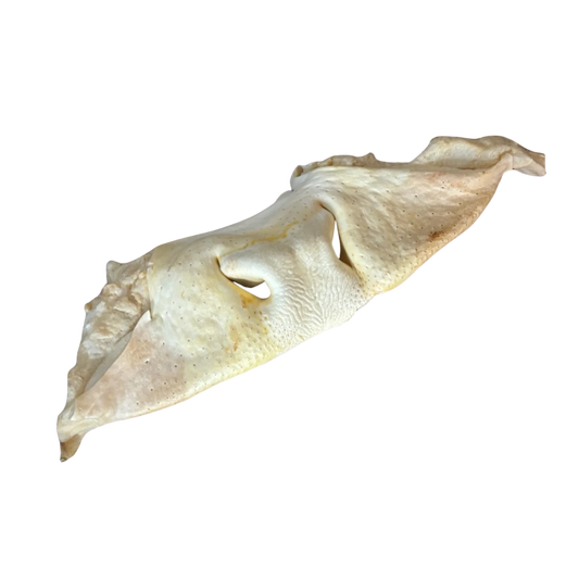 Museau de Boeuf Géant