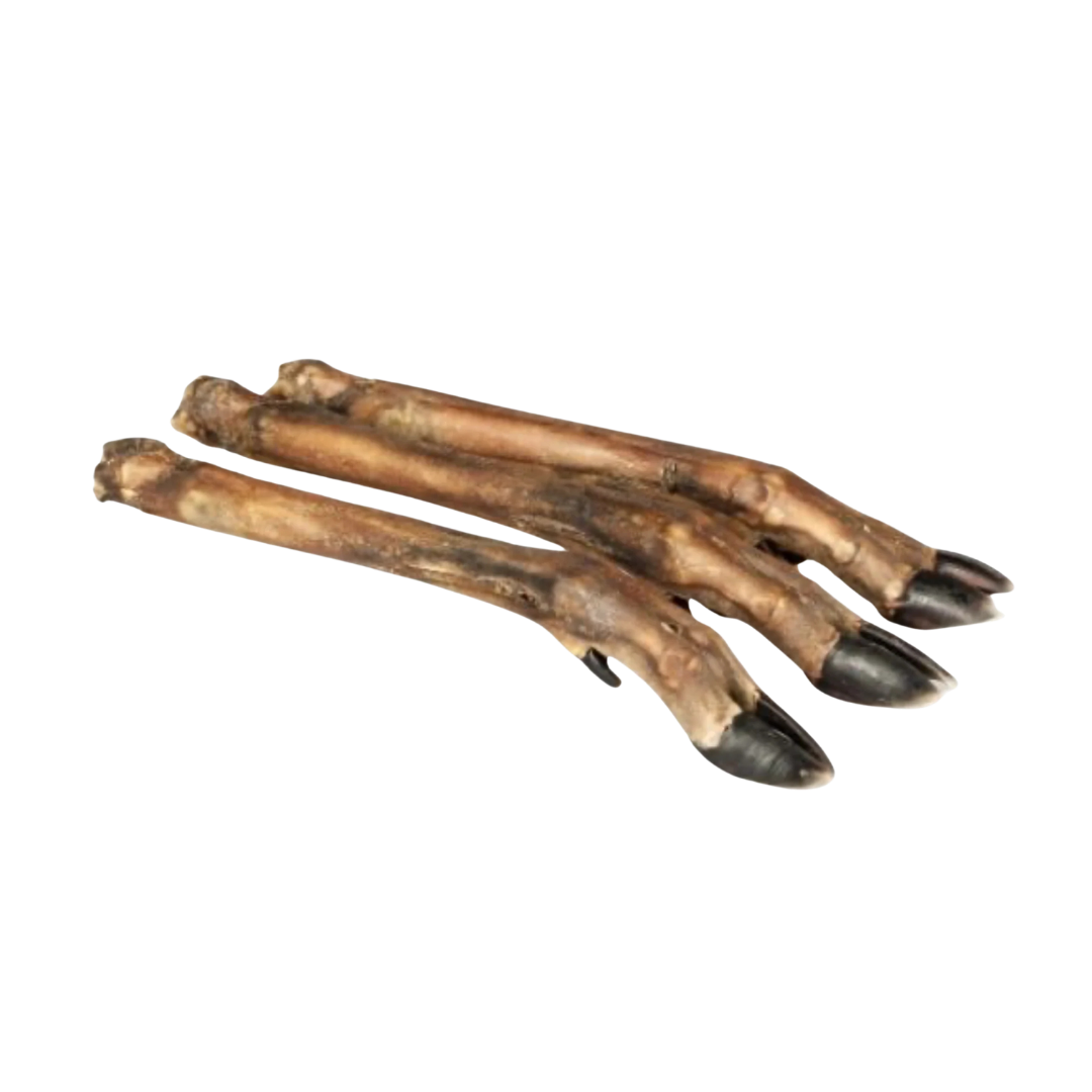 Jambe de Cerf L