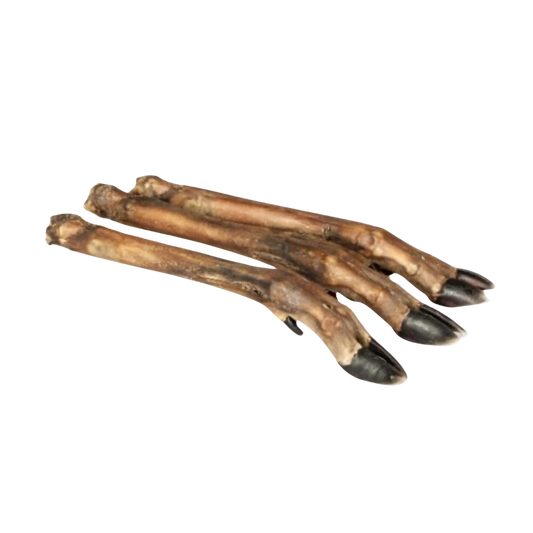 Jambe de Cerf L