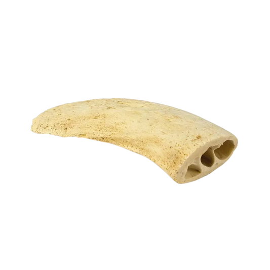 Noyau de Corne de Buffle