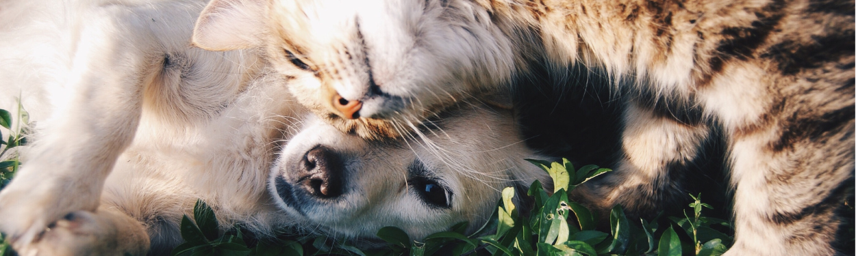 banner-image
